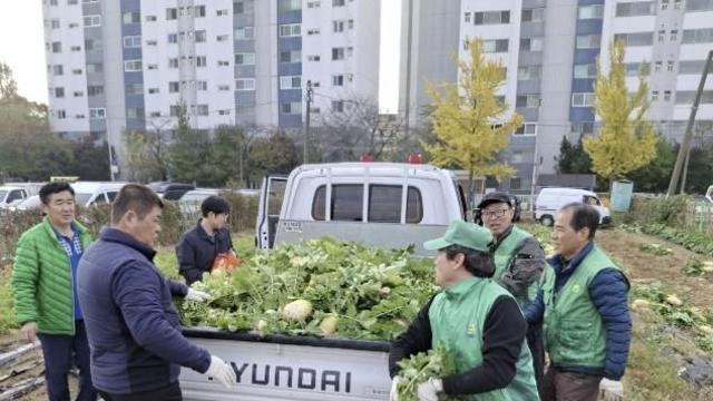 수원시 권선구 새마을지도자협의회, '사랑의 무' 수확