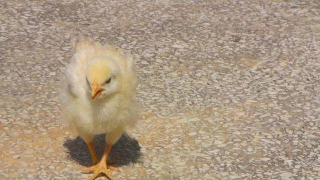 학교 앞 병아리 삐약이.jpg