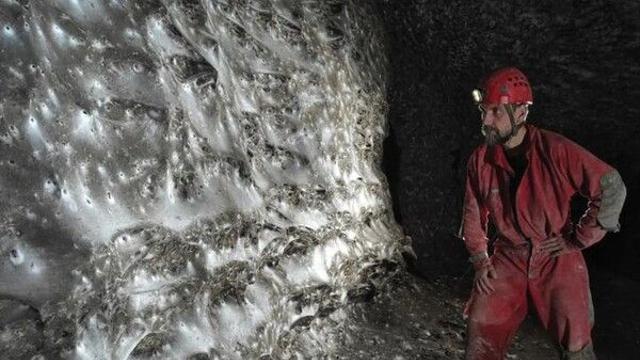 유럽서 세계 최대 규모 거미줄 발견…아파트 32평 크기