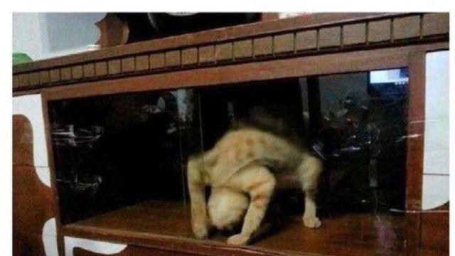 고양이 키우는데 이럴때는 어케 해야함