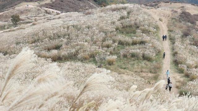 KBS2 '생생정보'  가을 산의 절경 황매산 外