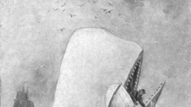 포경선으로부터 고래를 지키기 위해 평생 싸워온 영웅jpg