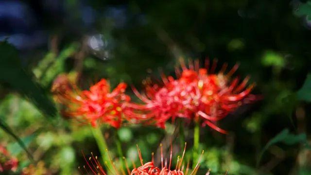 단풍없는 가을사진 다 가을에찍은거야