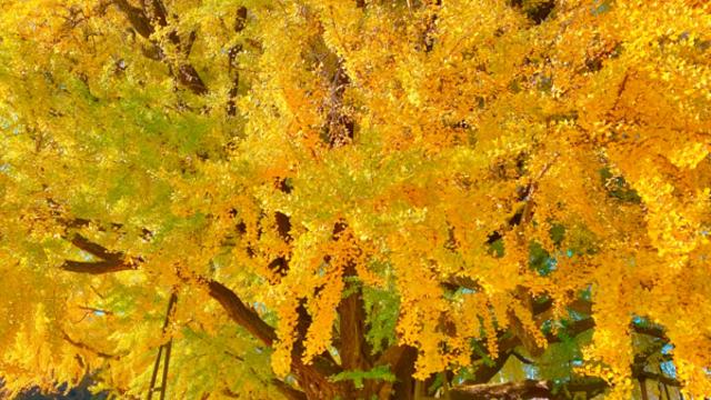 원주의 가을 여행 이야기, 고목과 강바람이 전하는 시간