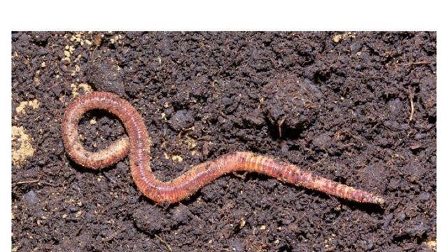 미국 생태계를 박살내고 있다는 동물