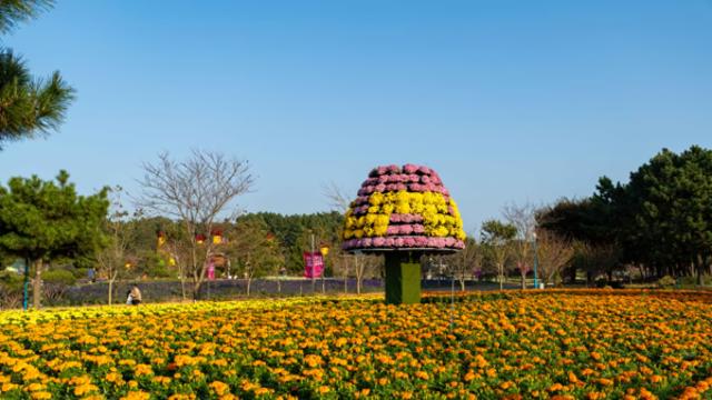 태안의 가을 바람 따라 걷는 해변 기행, 꽃과 파도가 전하는 이야기