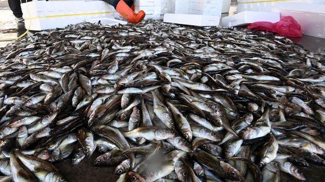 탱탱한 식감에 꽉 찬 알이 일품…요즘 동해안 대표 별미인 '이 수산물' 참맛 알린다