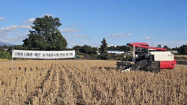 제주 나물콩 신품종 '해찬' 이상 기후 속 안정 재배 기대감