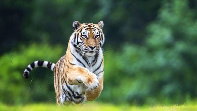 국내 최고령 백두산 호랑이 ‘한청’, 20세로 숨졌다