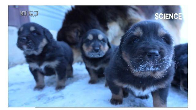 몽골에서 개를 영입하는 과정