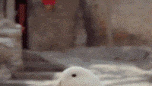 사이 좋은 오리와 강아지.