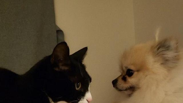 쿠크, 페퍼 숨바꼭질 놀이 ????????