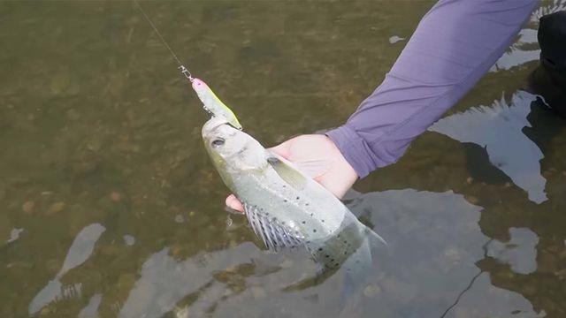 어떻게 이 물고기가 산속 하천에서 잡힐 수 있나... 