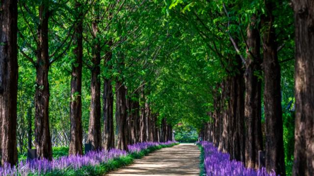 영천 명소, 자연의 숨결과 다채로운 이야기가 흐르는 길