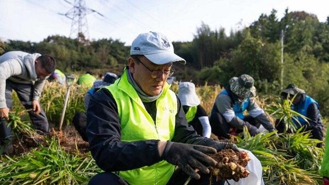 NH농협은행, 충남 서산서 생강 수확 일손돕기