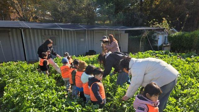 남양주시, 농업기술센터 그린학습원에서 어린이 대상 텃밭 무 수확 체험 진행
