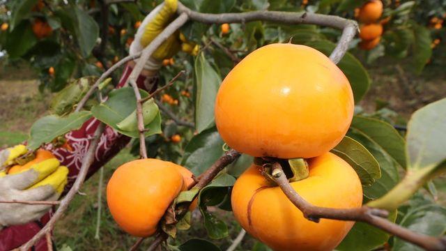 감 따다 들키자 막대기로 주인 때리고 도주한 50대 체포