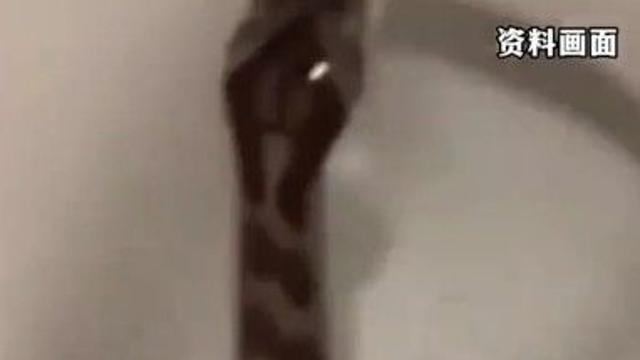 엉덩이에 '물컹한 감촉'…中 변기서 나온 '이것'