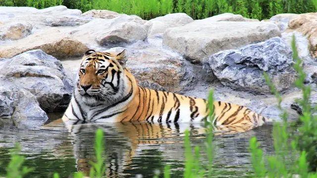 국내 최고령 호랑이가 세상을 떠남