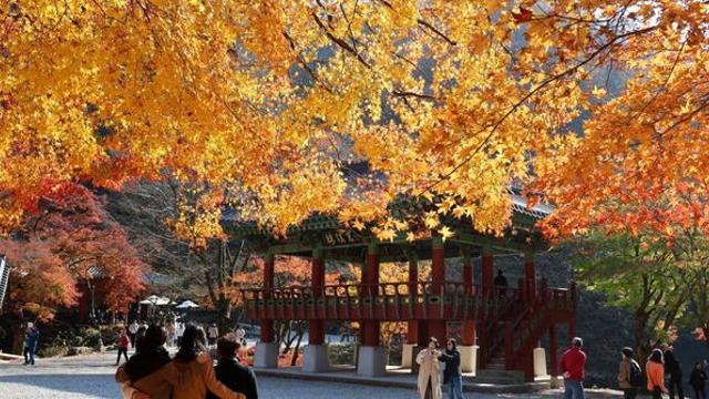 지금이 절정이다…11월 만추의 계절, 전남도 '단풍길 명소' 4곳
