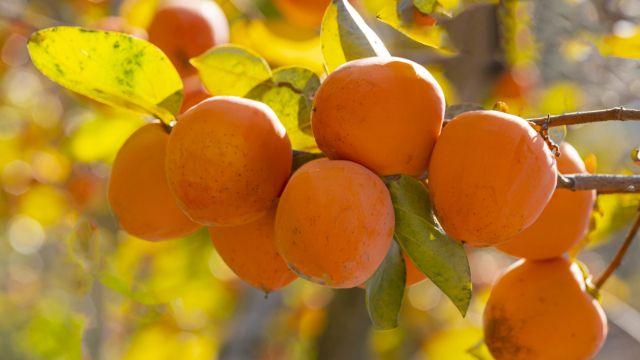 감 몰래 따다 들키자 주인 때리고 달아난 50대