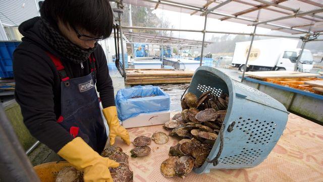 日수산물, 오염수 방류 후 첫 中수출…홋카이도 가리비 출하(종합)