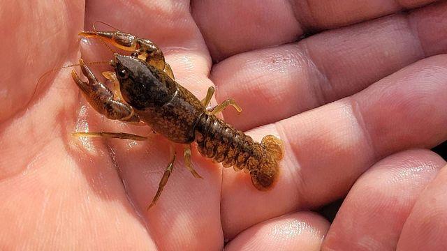천안 병천천서 발견됐다던 미국가재, 알고 보니 토종