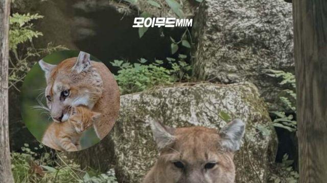 미국 커뮤에서 화제라는 사진