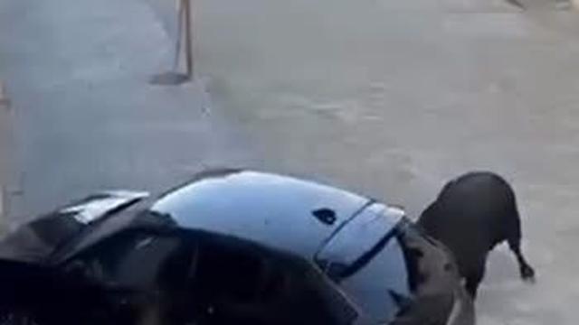 스페인에서 푸조 들이받는 람보르기니