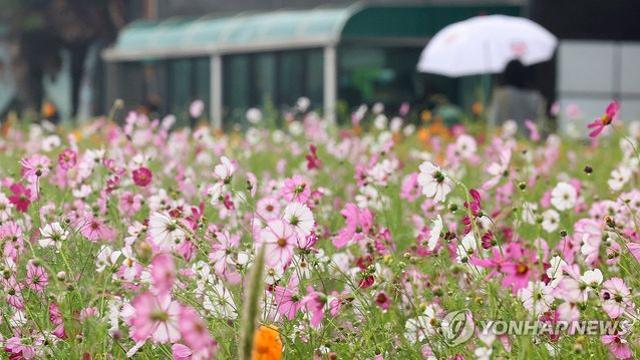 제주, 대체로 흐리고 비…예상 강수량 이틀간 10∼60㎜