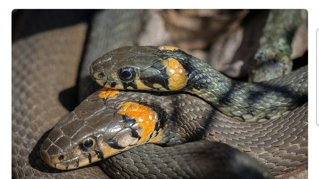 최근 암컷 뱀에게 새롭게 발견된 성적 기관