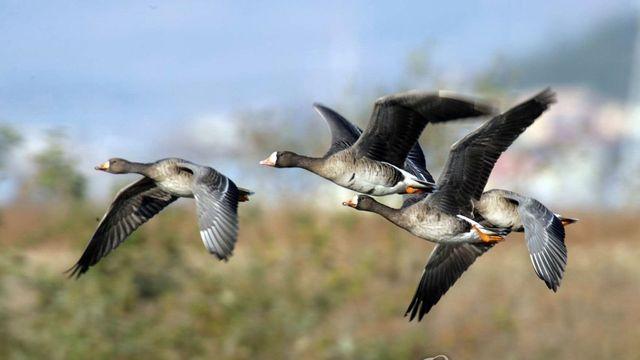 버려진 공기총 주워 쇠기러기 '탕탕'…마을 주민 2명 징역형