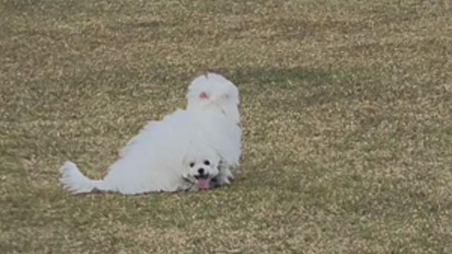 귀여운 강아지 두마리 뛰뛰