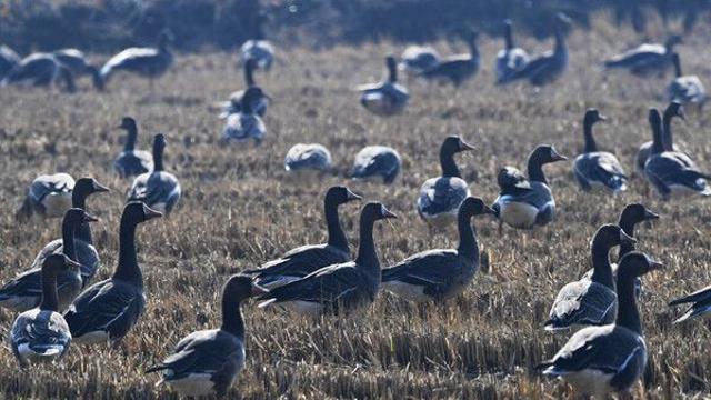 '주운 공기총으로 쇠기러기 사냥' 40대 2심도 징역형 집유