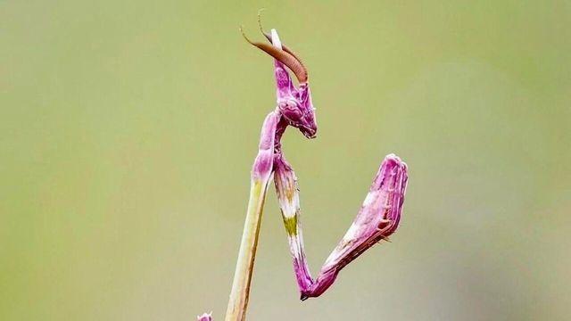 외계에서 온 사마귀