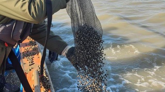 생산량 급감해 맛보기 귀해졌는데…무려 137만 마리 바다에 풀린 '이 수산물'