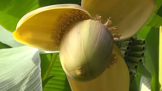 “바나나 닮았지만 먹진 못한다” 울산서 열린 '이 열매' 정체, 알고 보니…