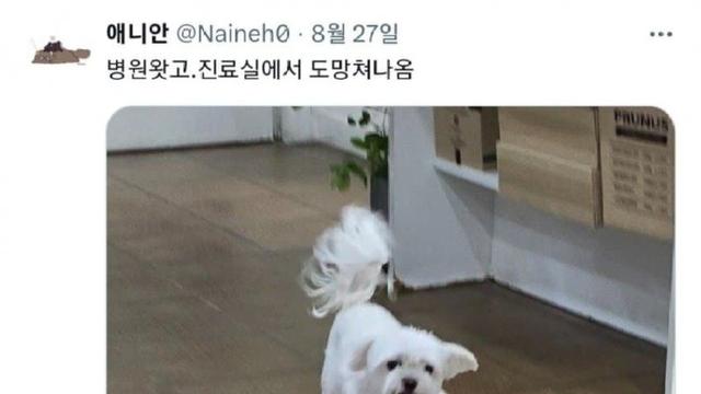 진료실에서 도망나온 강아지