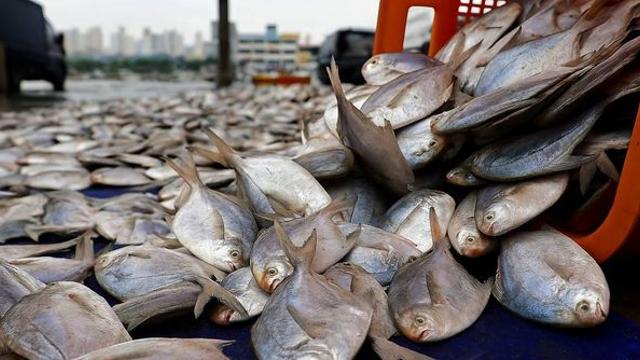 수천 kg 쏟아졌다...중국 어선 비밀 어창서 2억 원 어치 나온 '국민 수산물' 정체