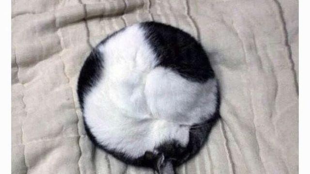 겨울철 볼수있는 고양이 모찌..jpg