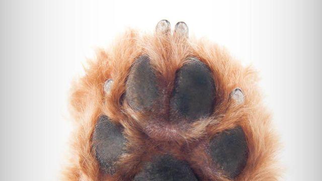 발 씻기 싫다 멍! 반려동물 목욕 스트레스 줄여주는 워터리스 용품 7