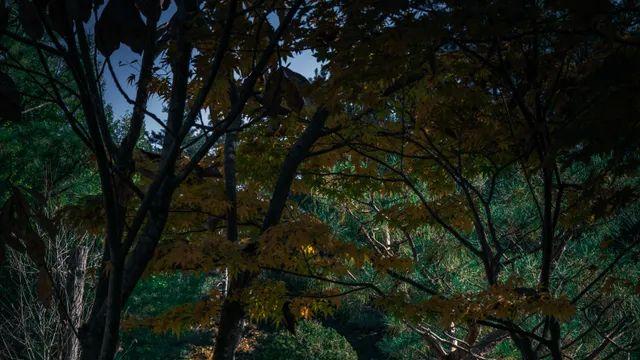 혼란을 틈탄 사진