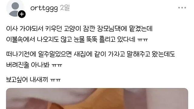 버려진줄 알고 우는 고양이,,