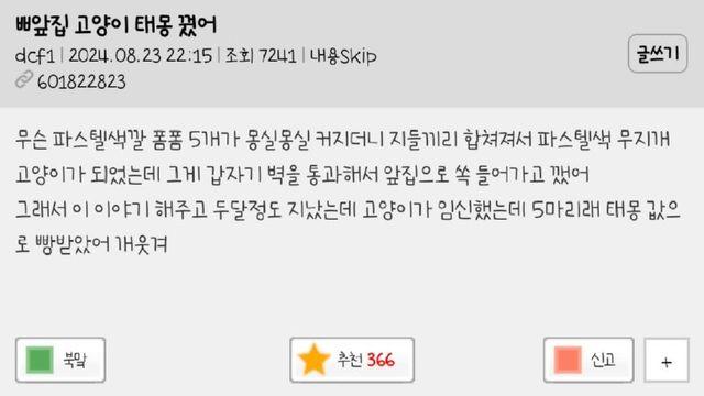 앞집 고양이 태몽 꿔 줌