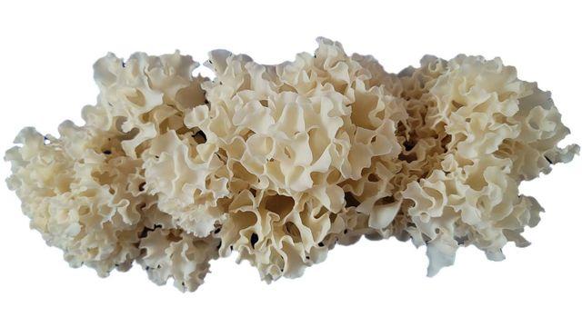 핵심 성분이 송이버섯 5배... 한국이 무려 20년 만에 개발에 성공한 버섯