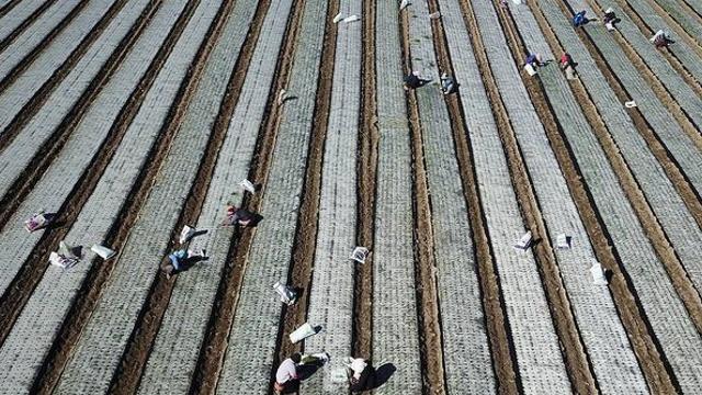 얼마나 비싸지려고…벌써 ‘생산량 급감 예고’에 초비상 걸린 국민 식재료
