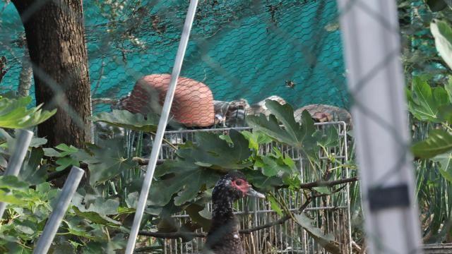 경기 화성 육용종계 농장서 H5형 조류인플루엔자 확인