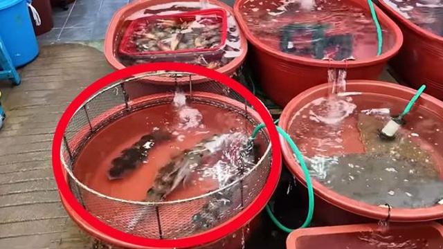 작은 것도 6만원, 큰 것은 20만원... 곧 동해안 뒤덮을 ‘오징어의 왕’