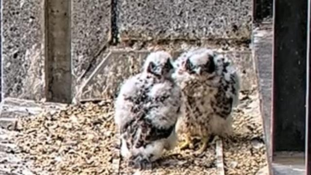 빌딩숲 새 둥지를 실시간 중계하는 '네스트플릭스'에 호주인들이 열광하는 이유