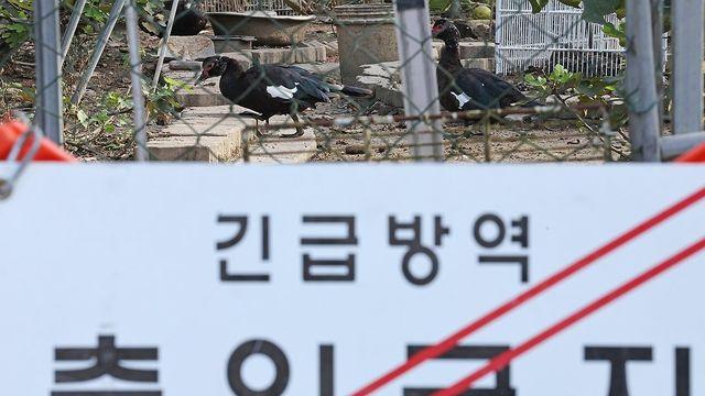 화성 육용종계 농장서 H5형 조류인플루엔자 항원 확인